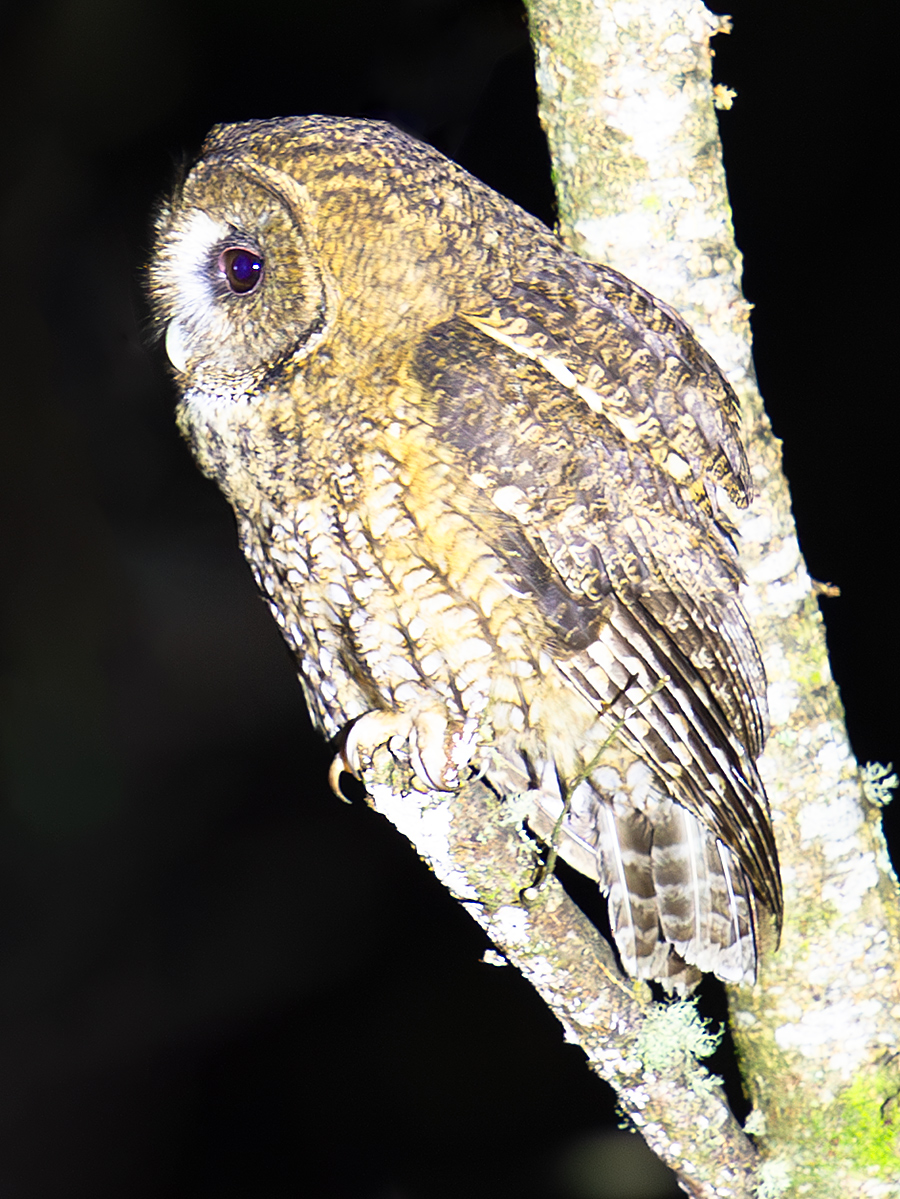 Himalayan Owl