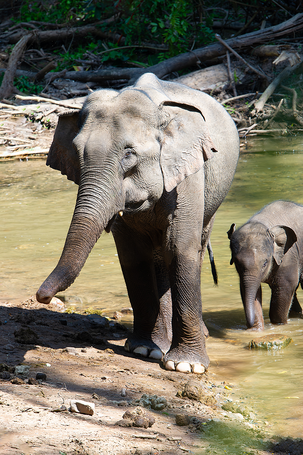 Indian Elephant