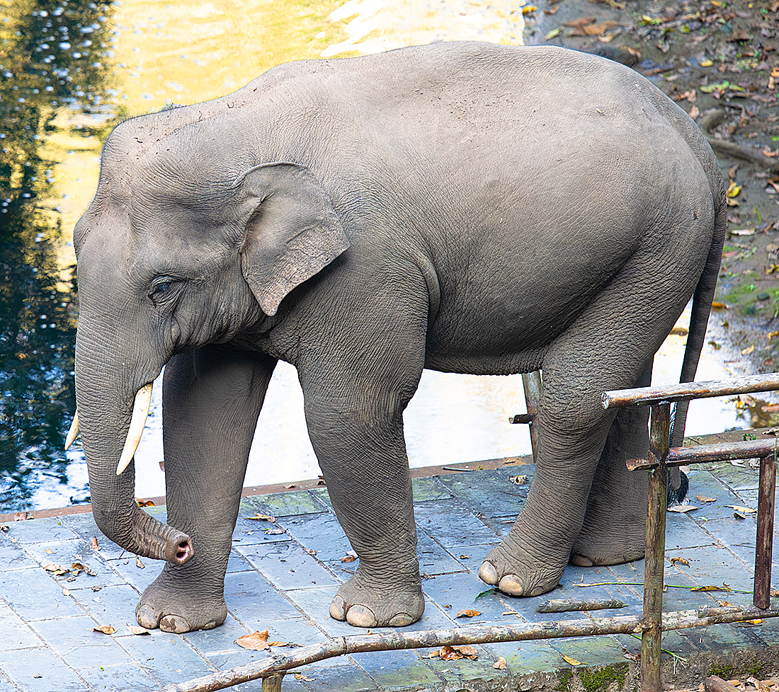 Indian Elephant