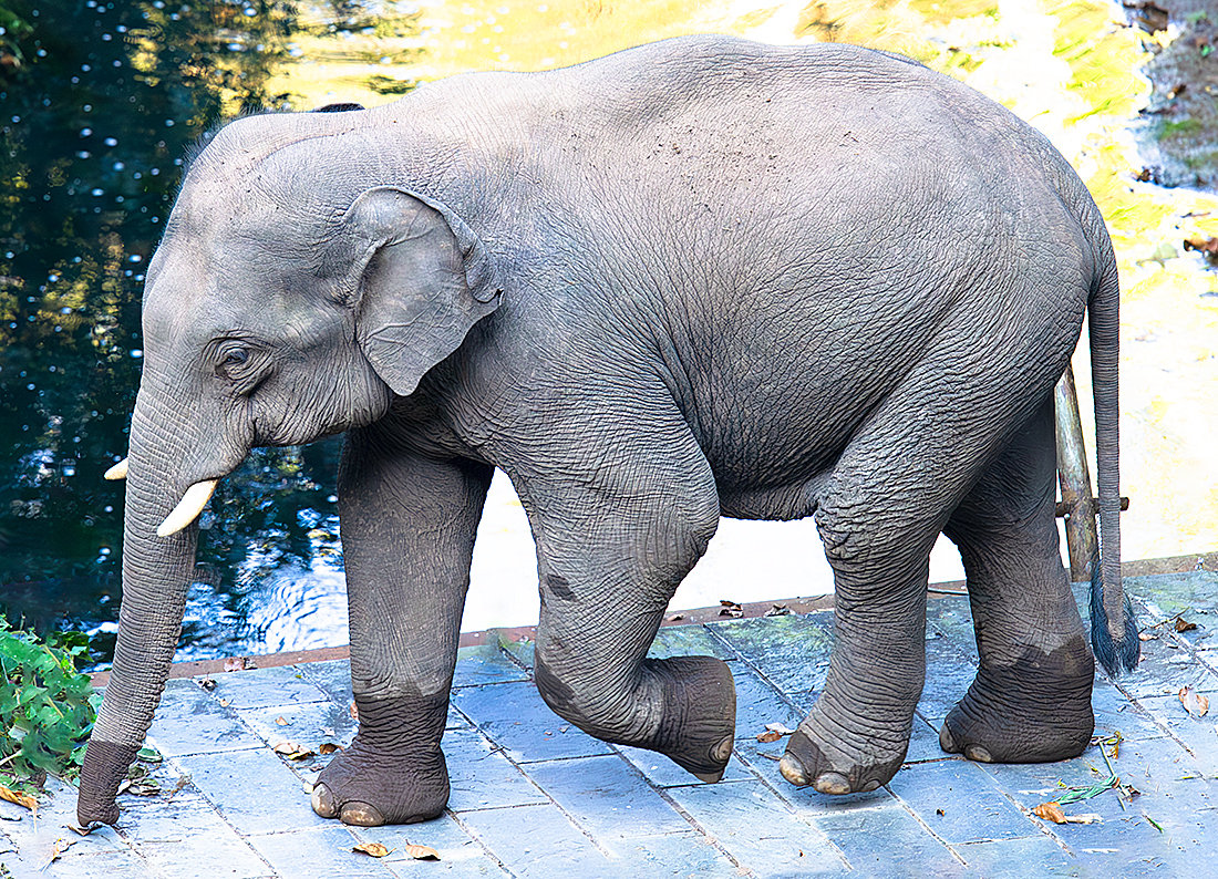 Indian Elephant