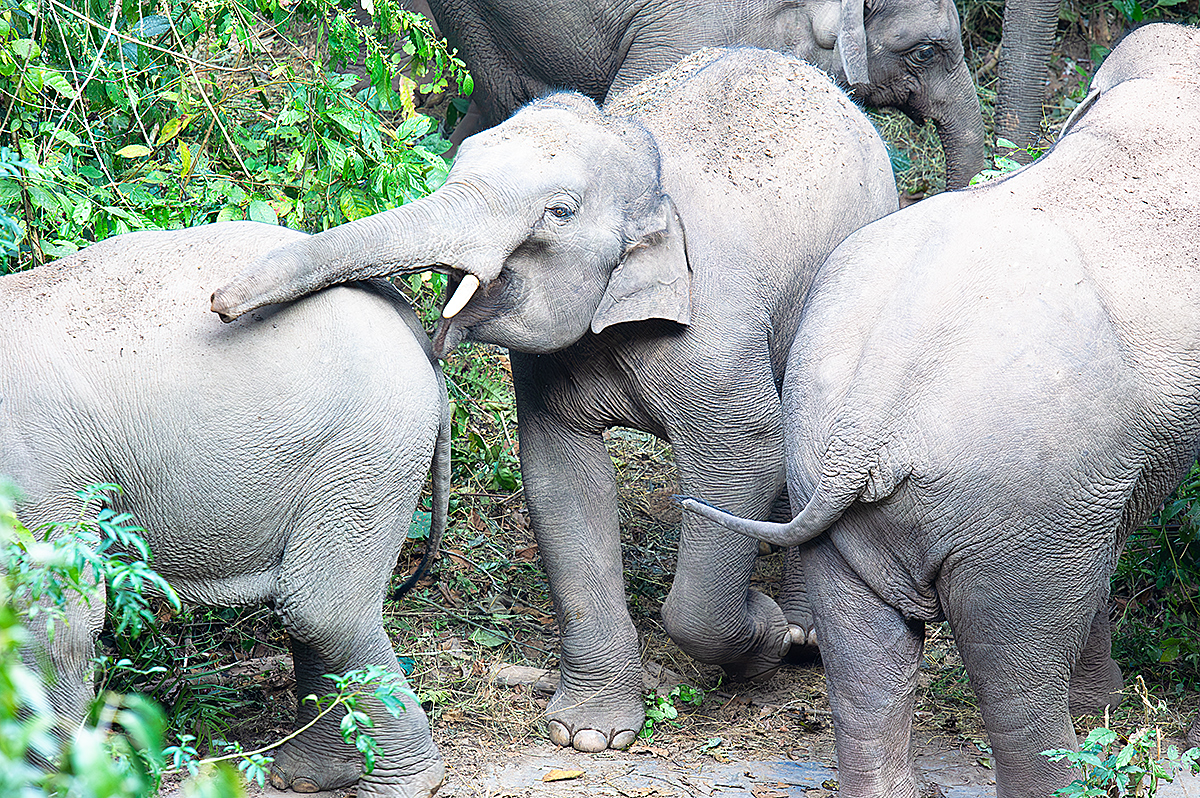 Indian Elephant