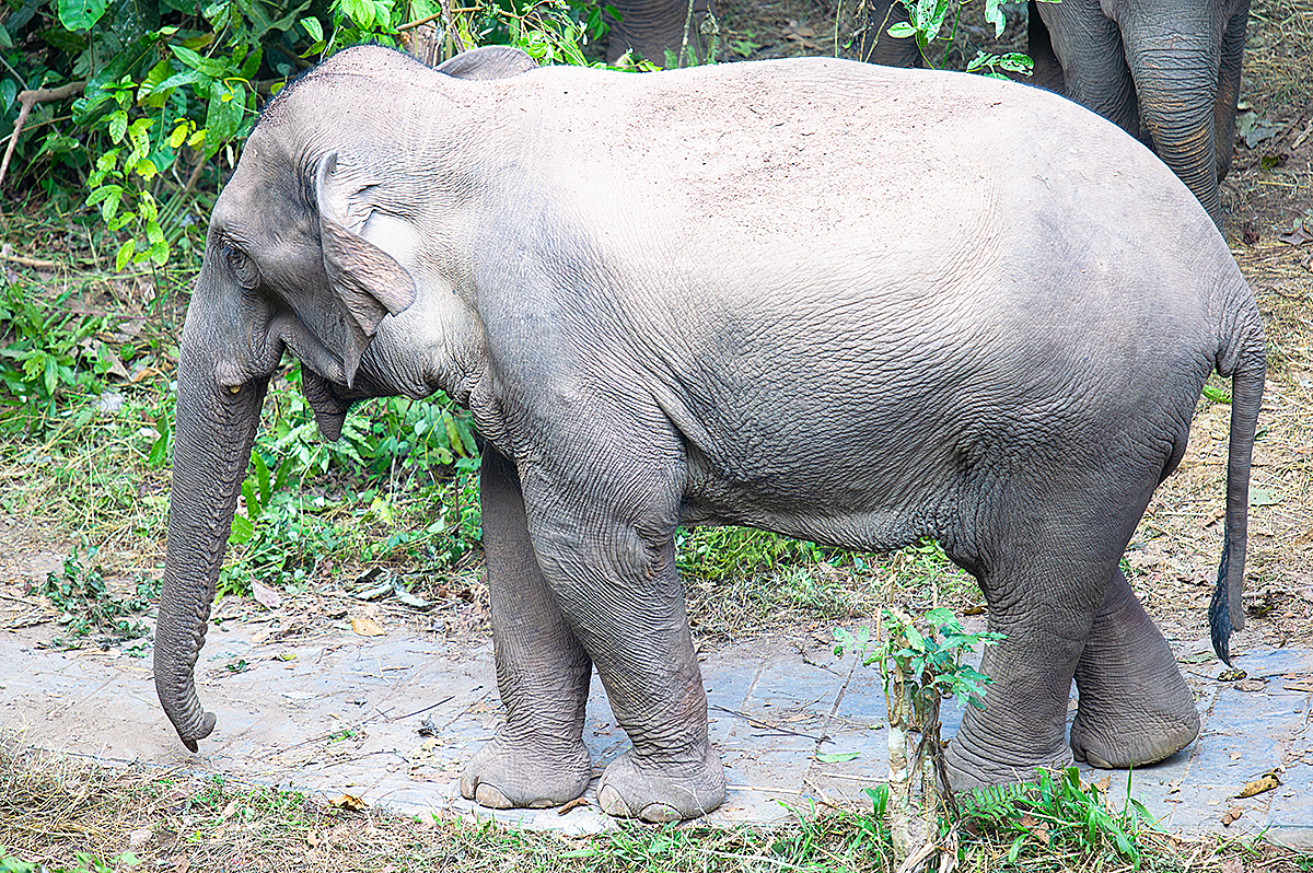 Indian Elephant