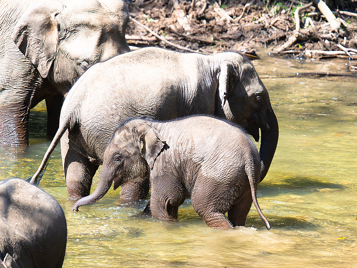 Indian Elephant