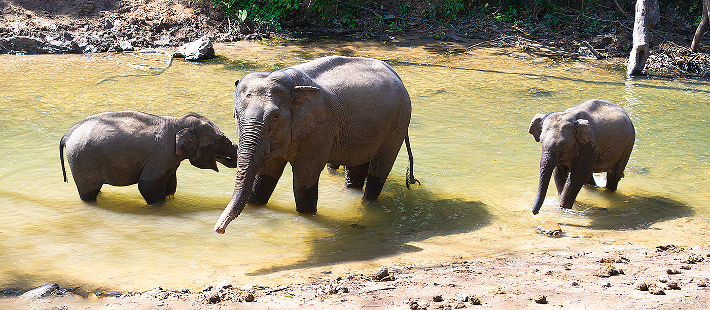 Indian Elephant