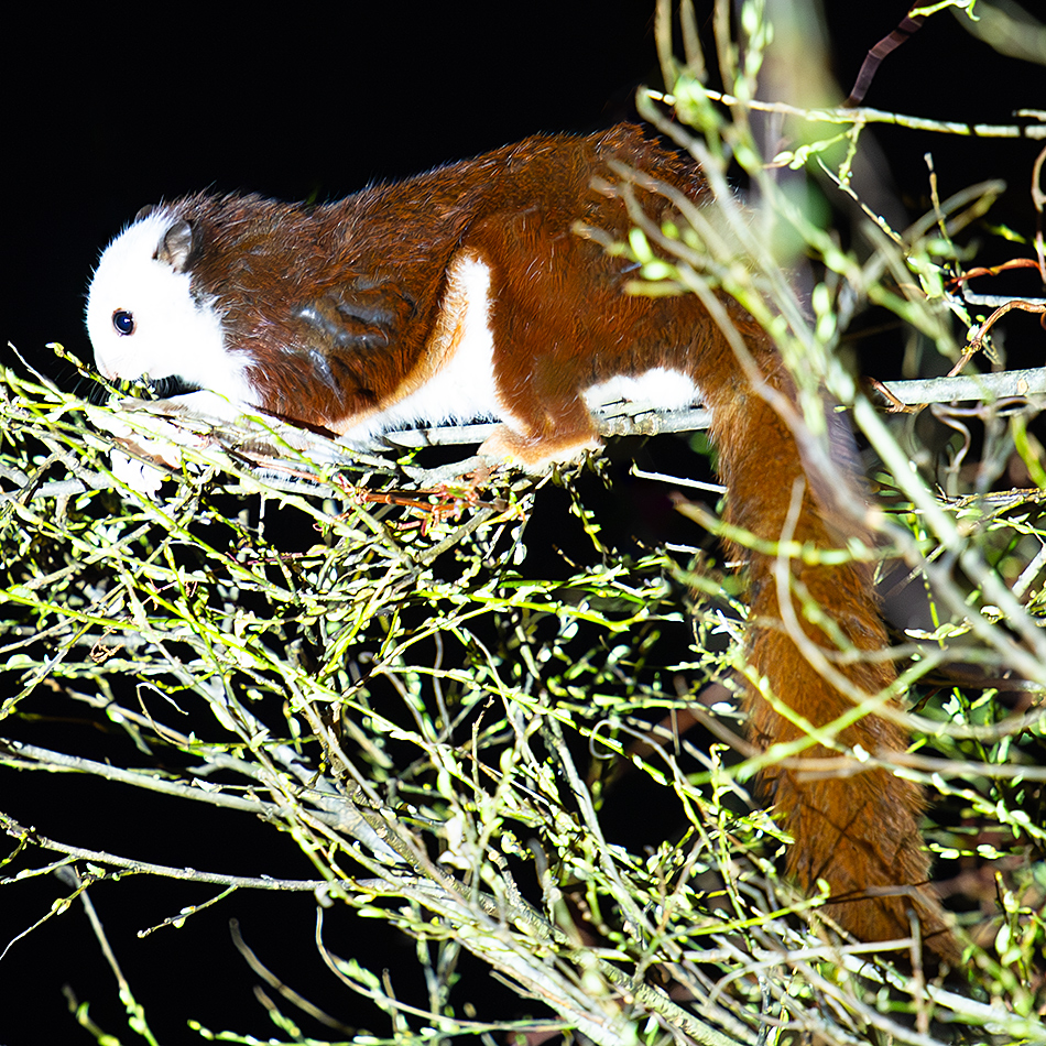 Taiwan Giant Flying Squirrel