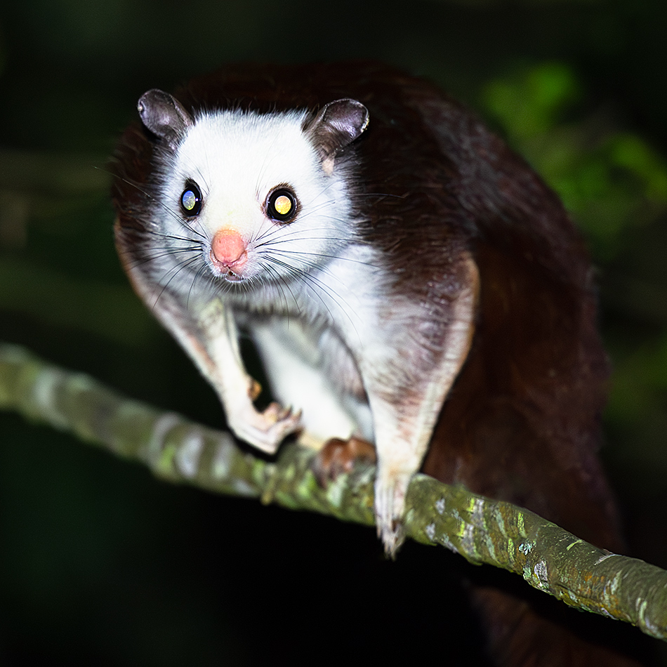 Taiwan Giant Flying Squirrel