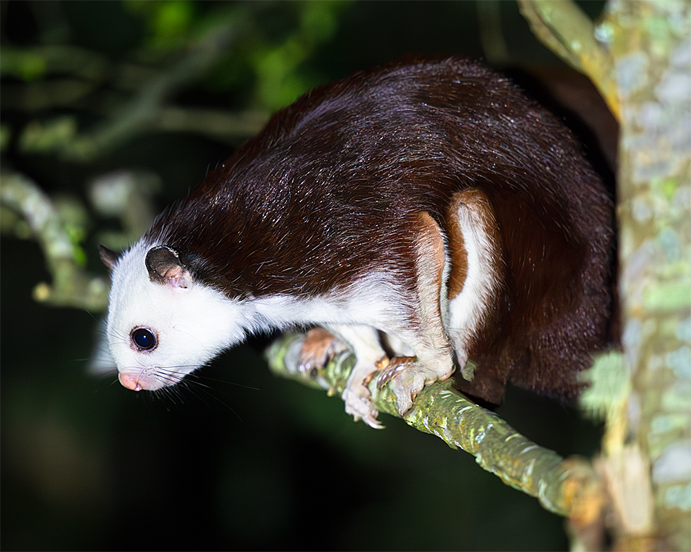 Taiwan Giant Flying Squirrel