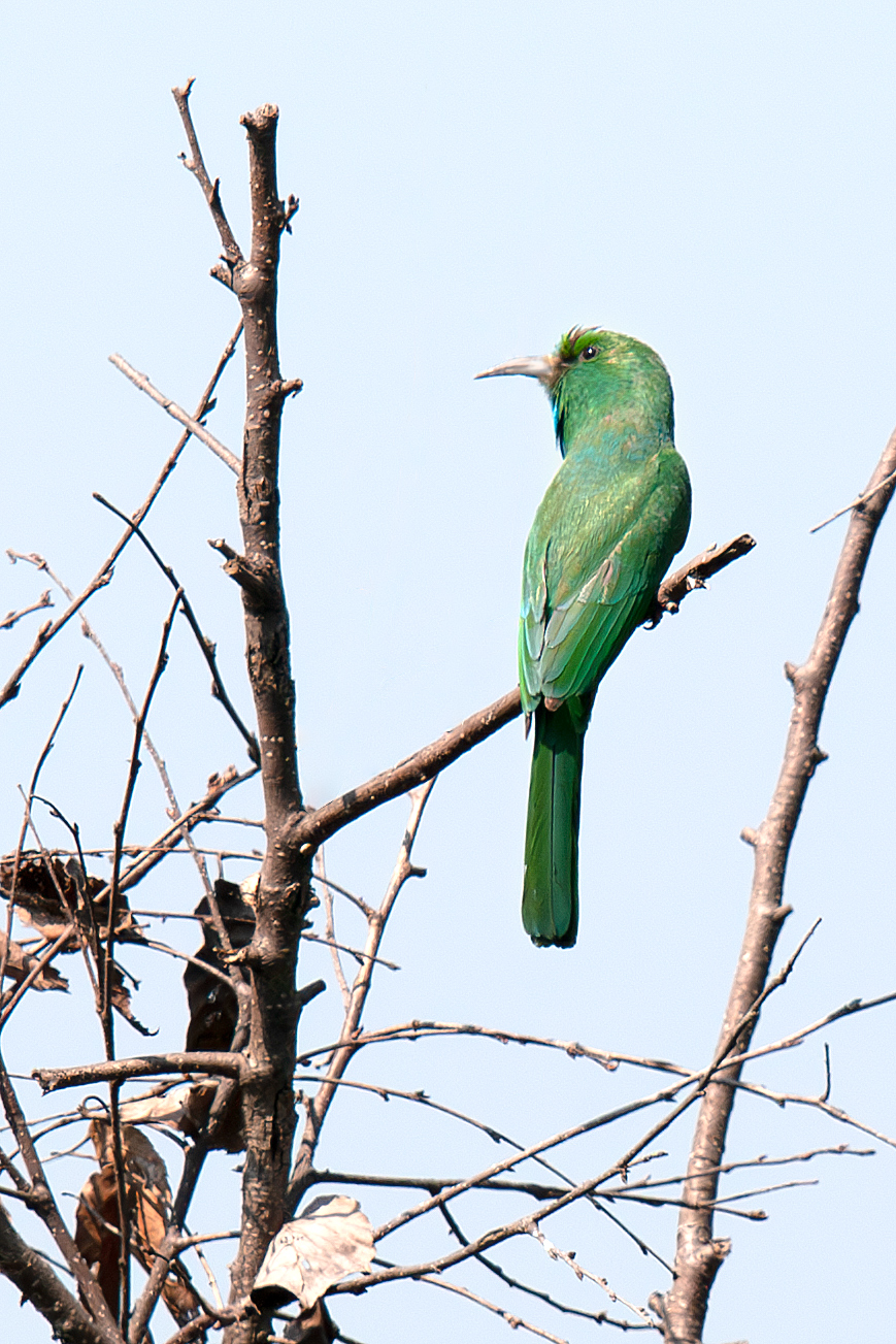 Blue-bearded Bee-eater