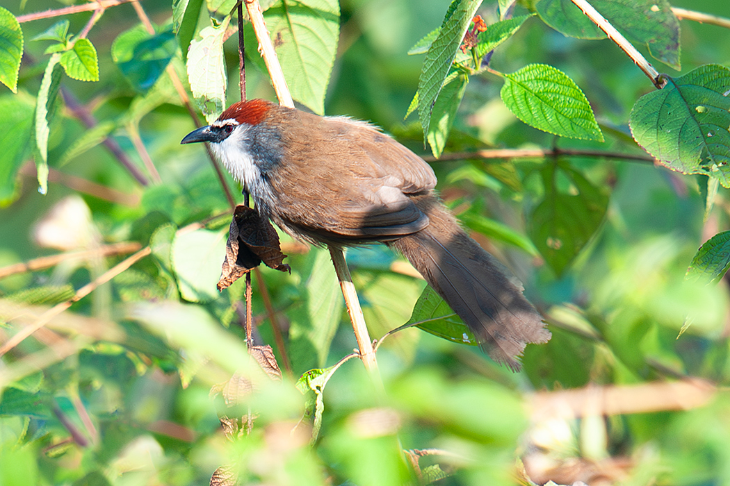 Chestnut-capped Babbler