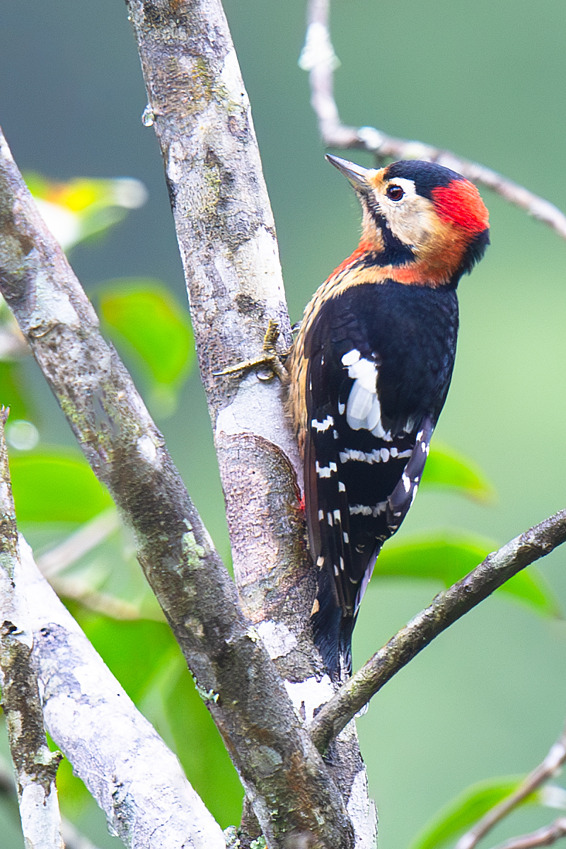 Crimson-naped Woodpecker