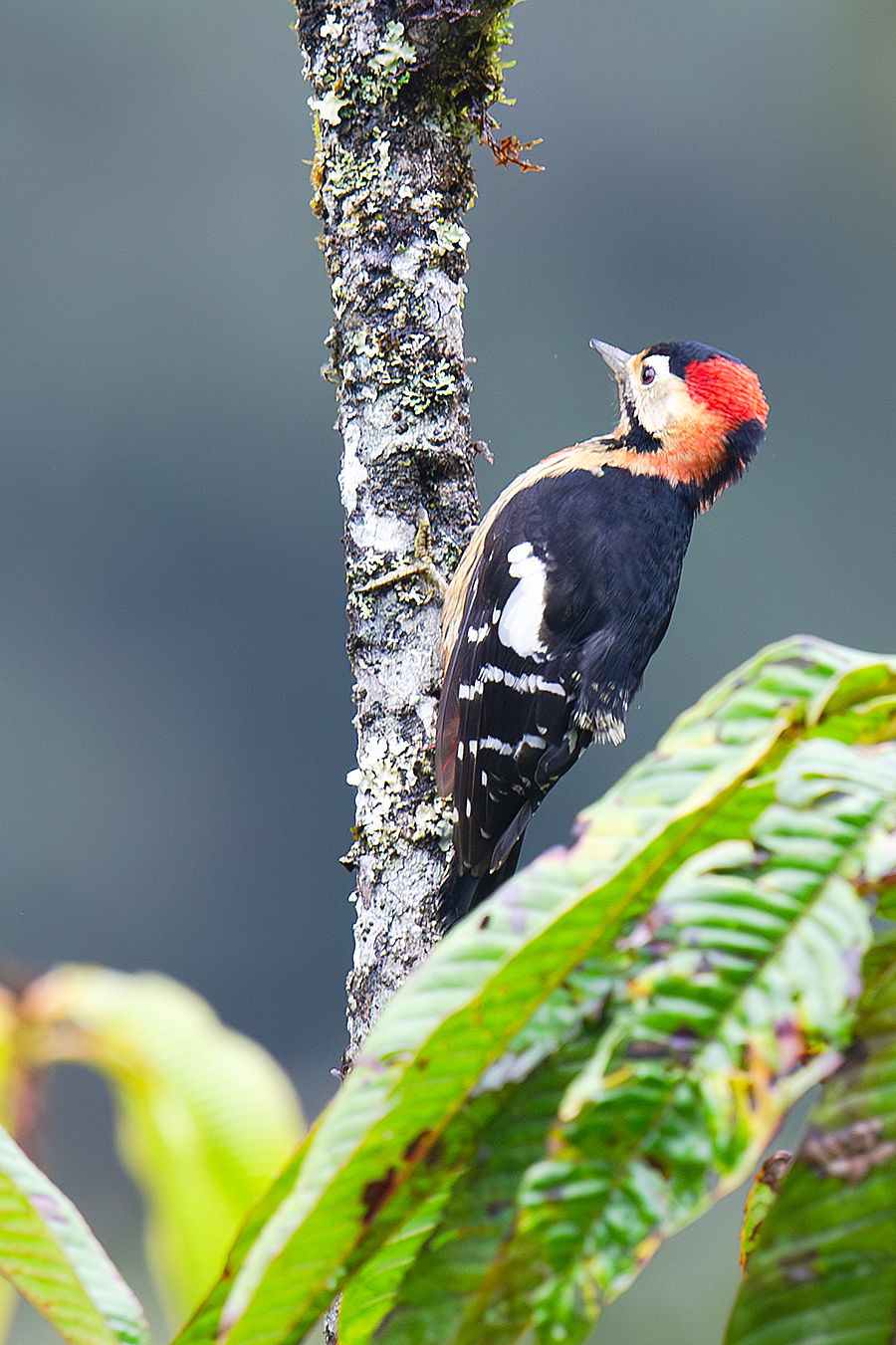 Crimson-naped Woodpecker