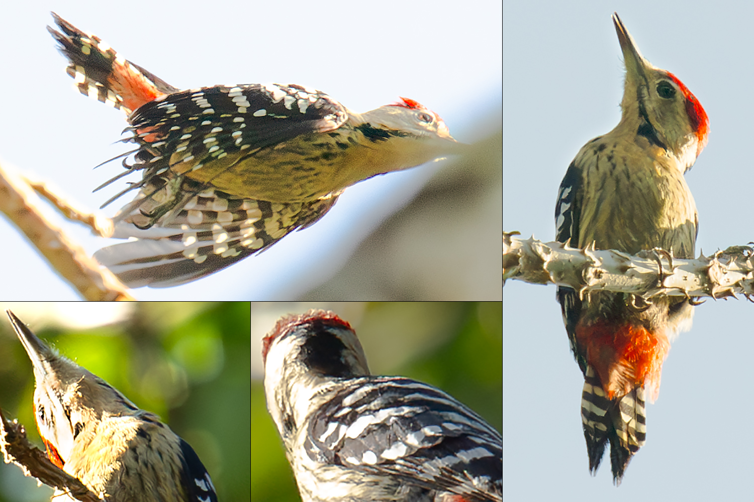 Fulvous-breasted Woodpecker