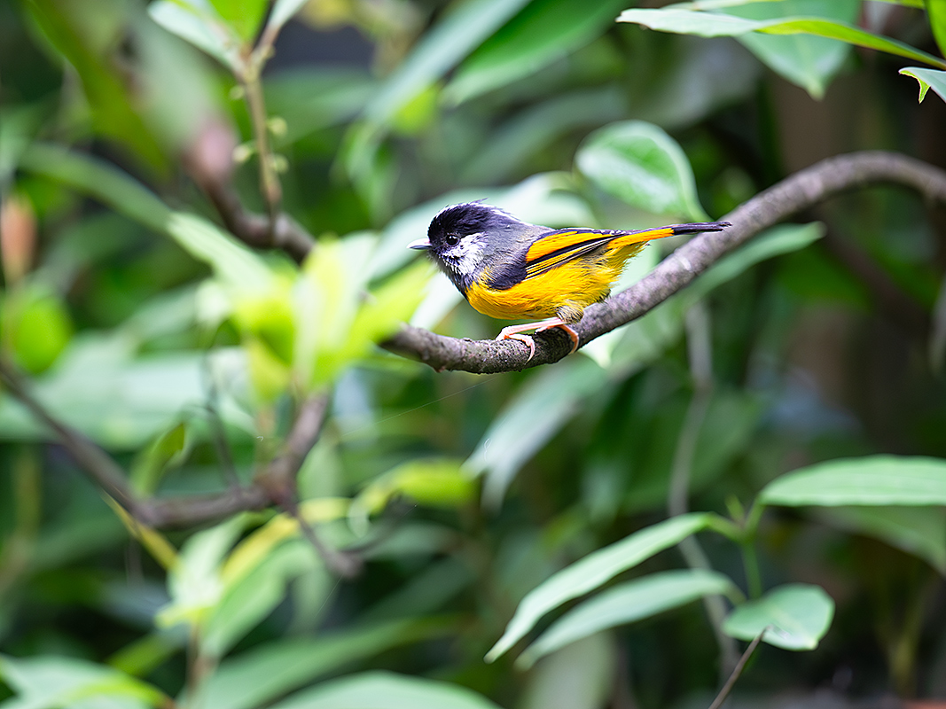 Golden-breasted Fulvetta