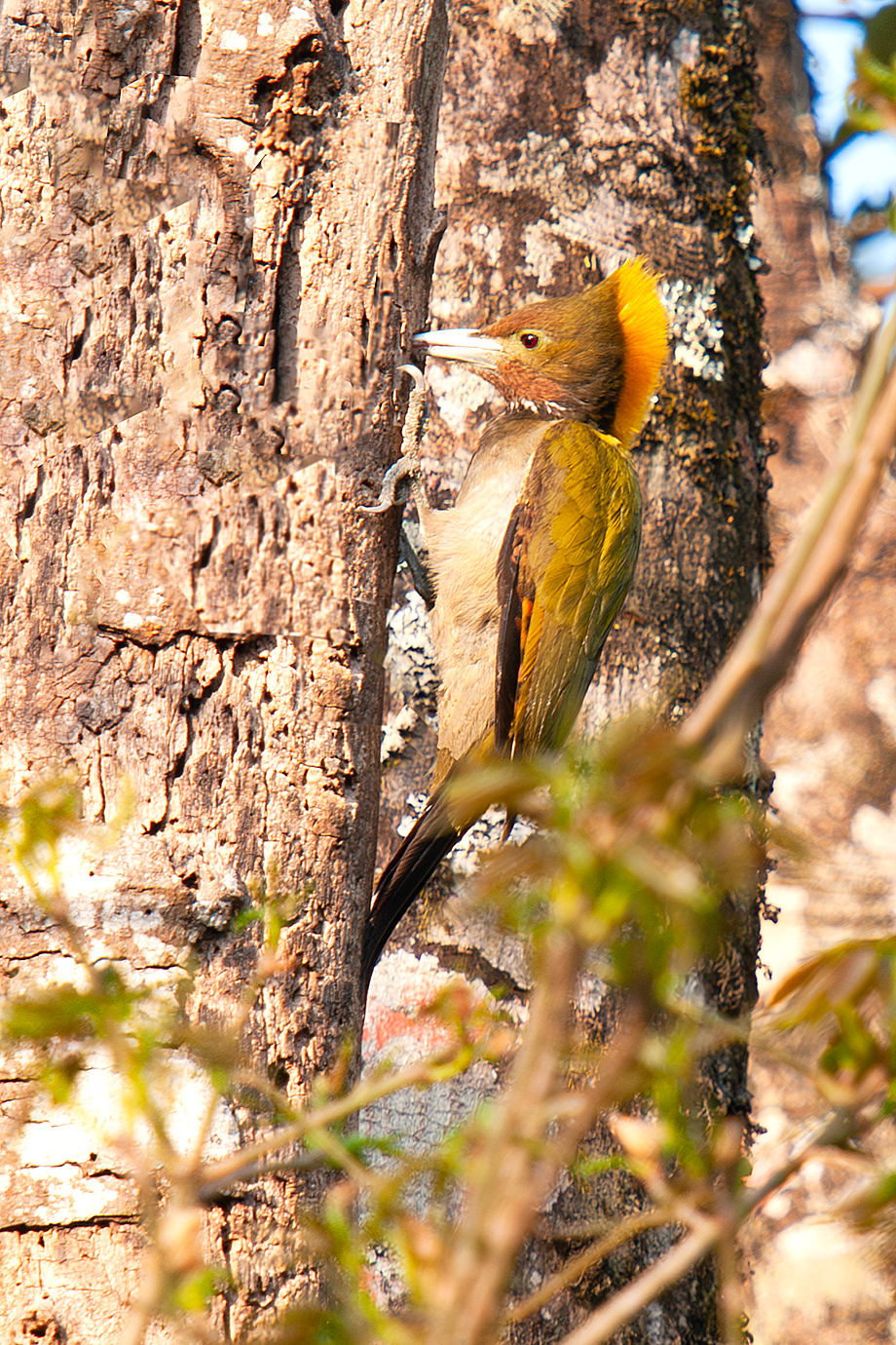 Greater Yellownape