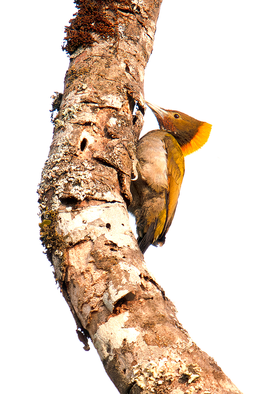 Greater Yellownape