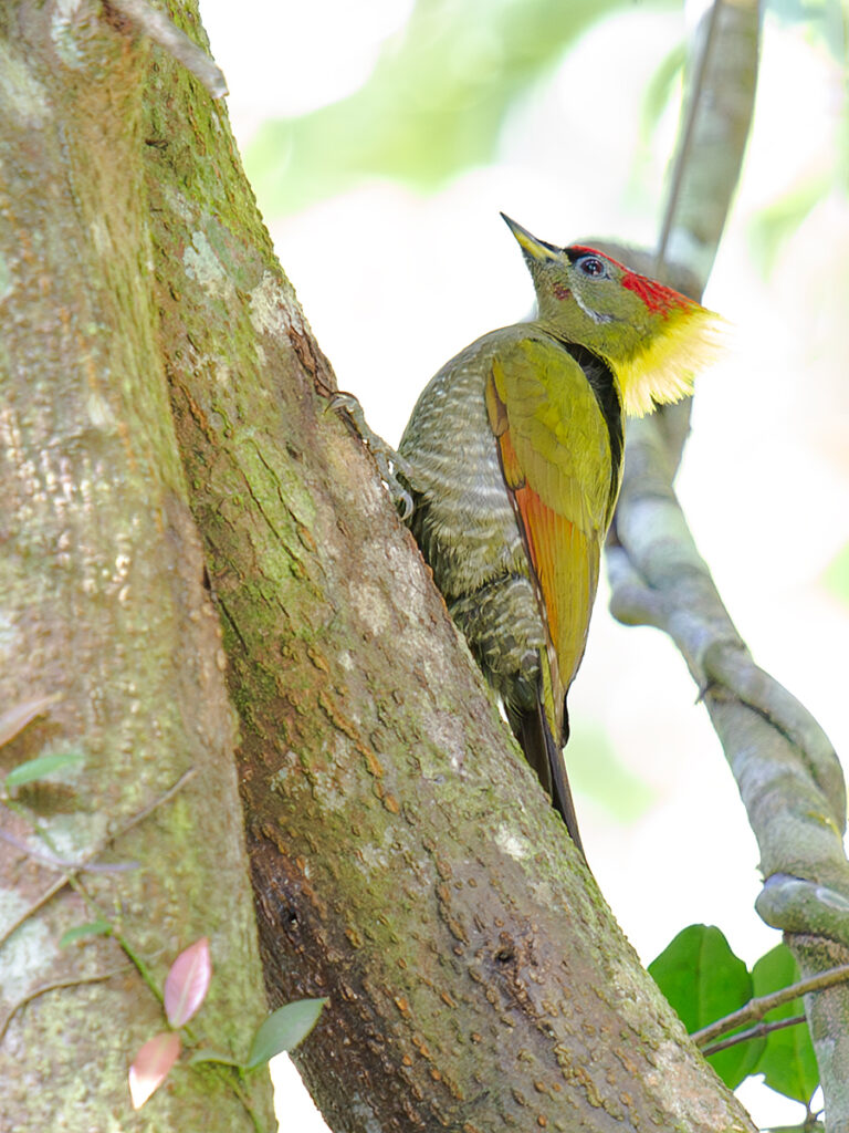 Lesser Yellownape In China - Shanghai Birding 上海观鸟