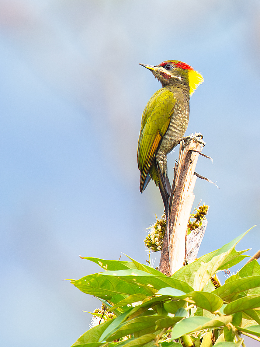 Lesser Yellownape