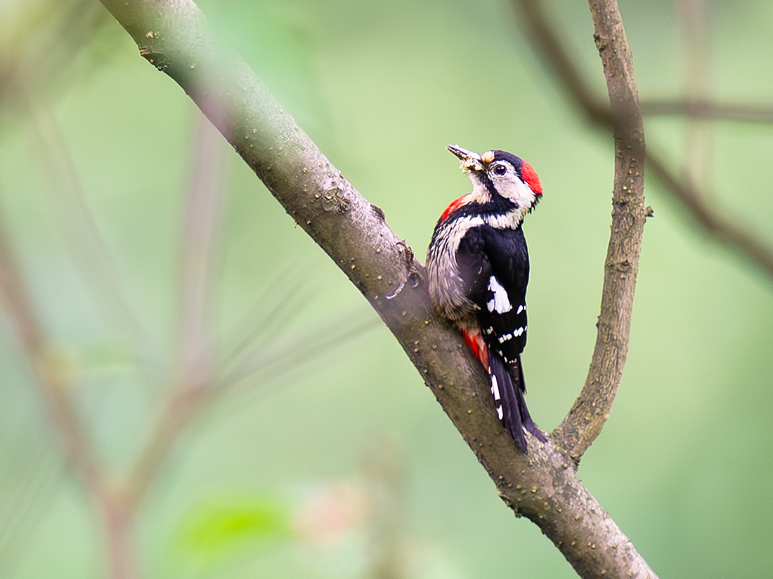 Necklaced Woodpecker