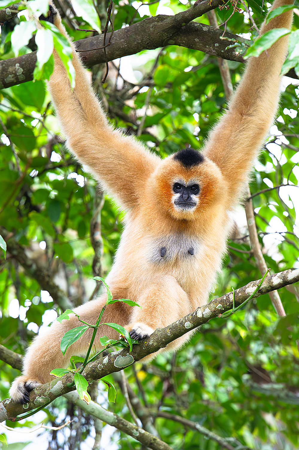 Northern White-cheeked Gibbon