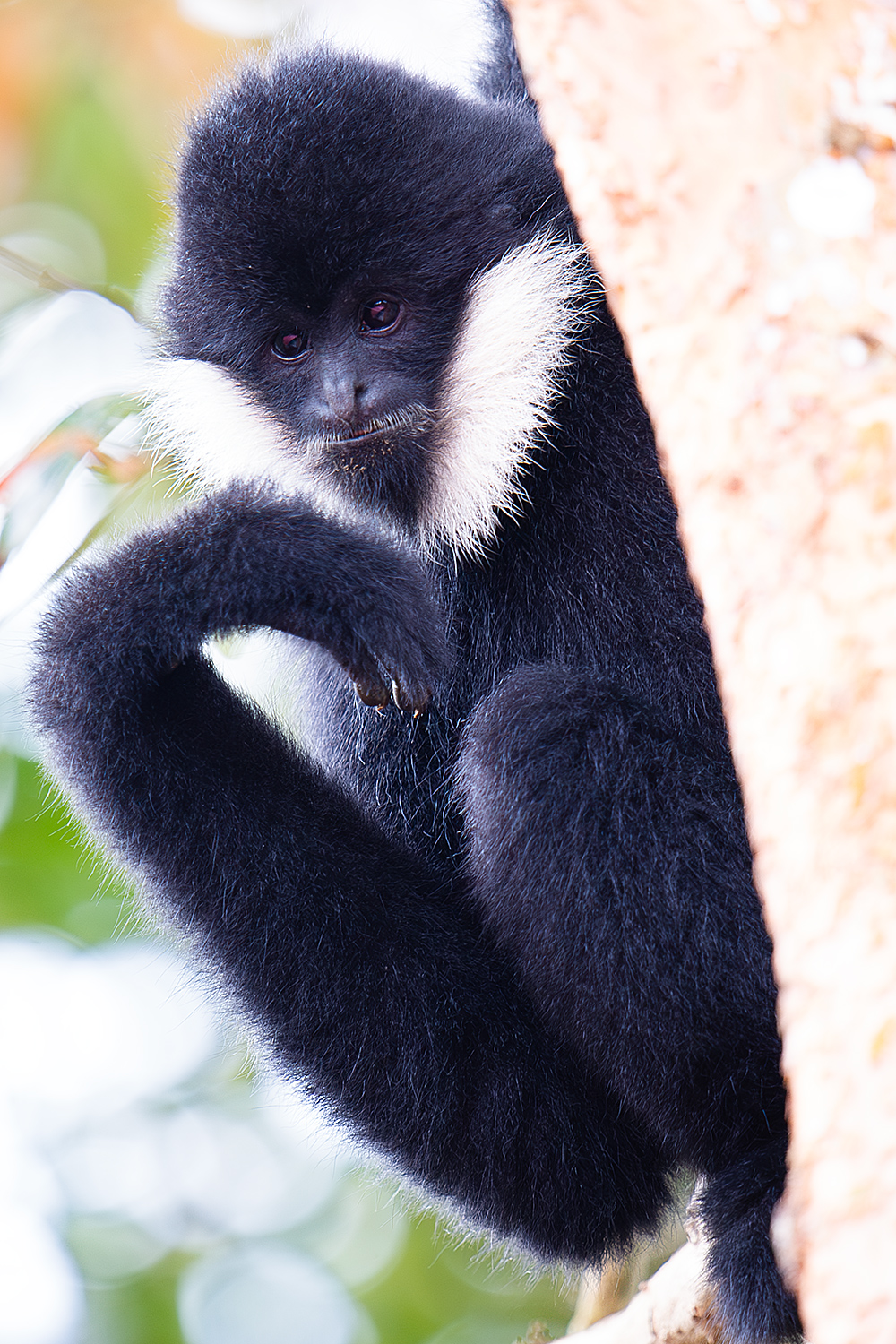 Northern White-cheeked Gibbon