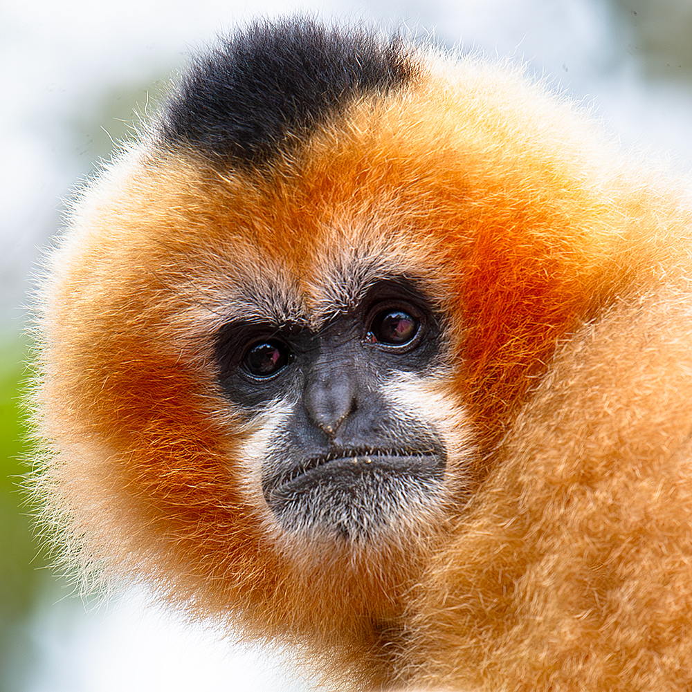 Northern White-cheeked Gibbon