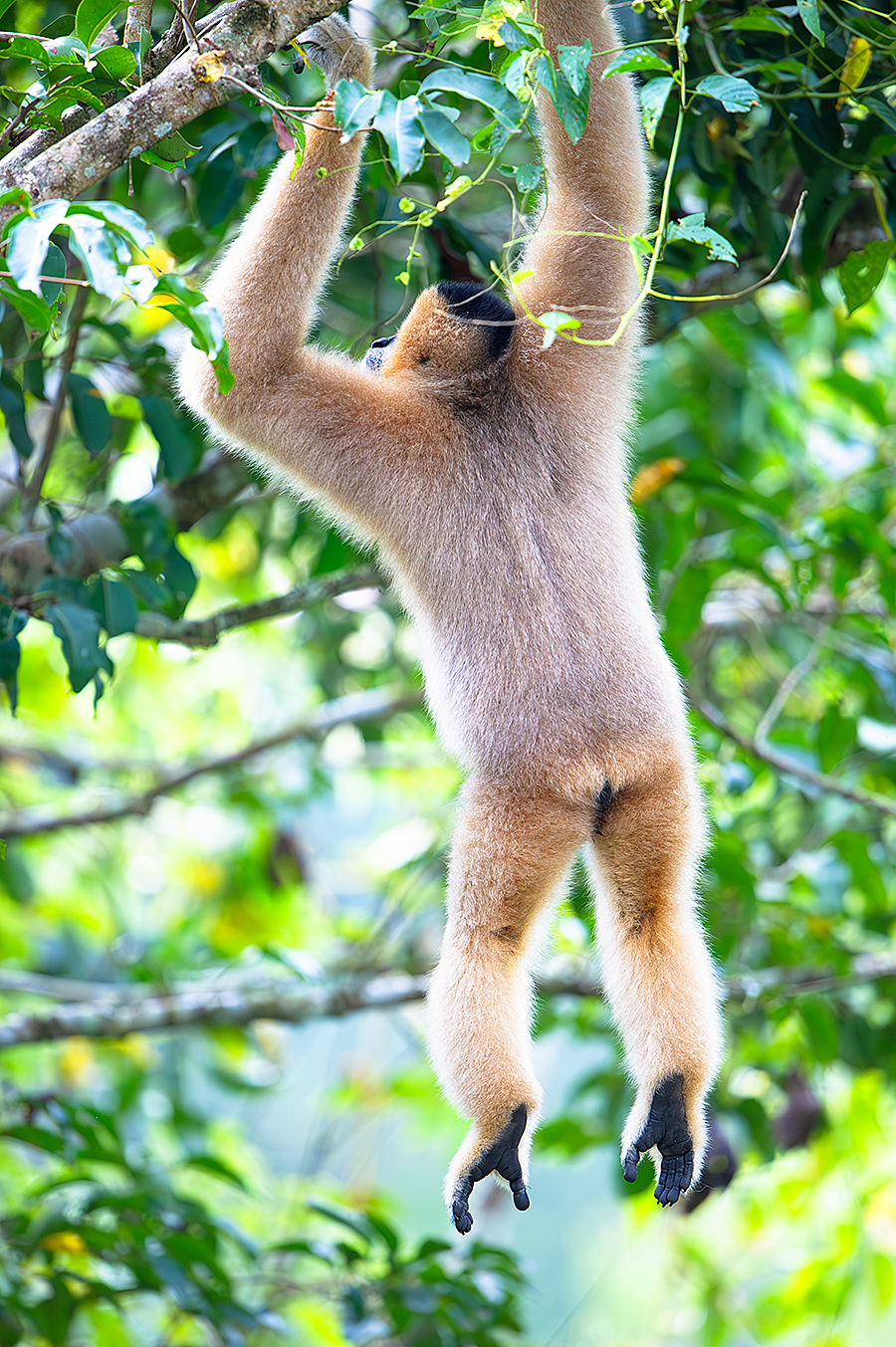 Northern White-cheeked Gibbon