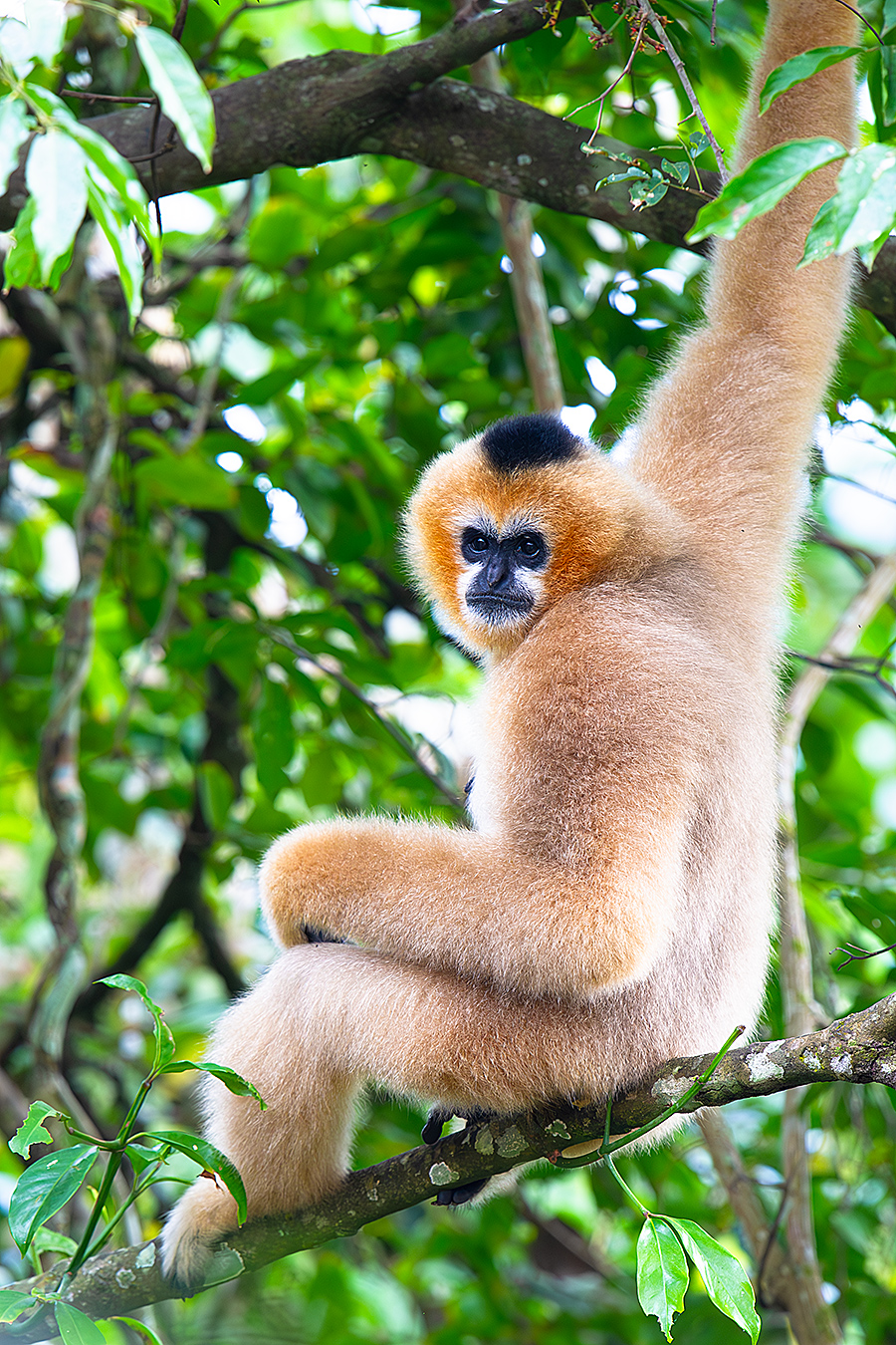 Northern White-cheeked Gibbon