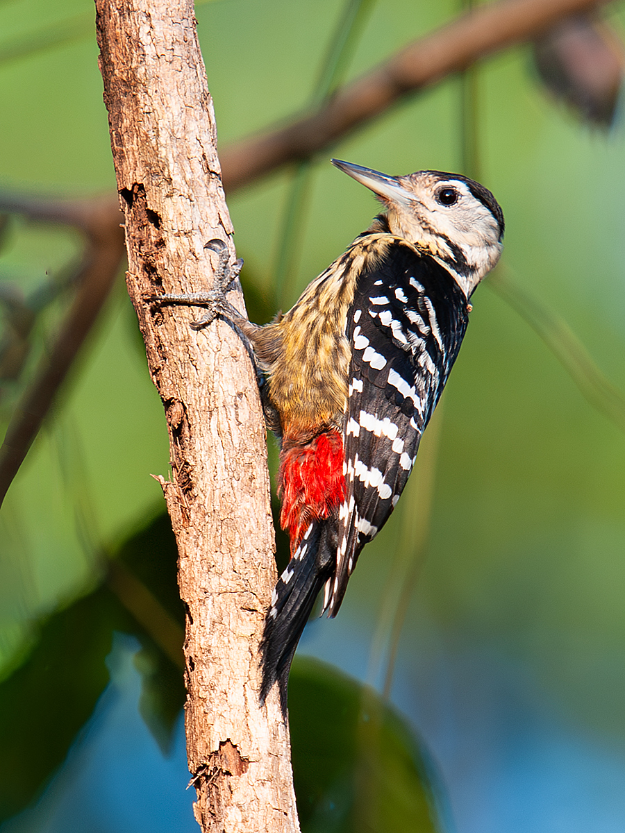 Stripe-breasted Woodpecker