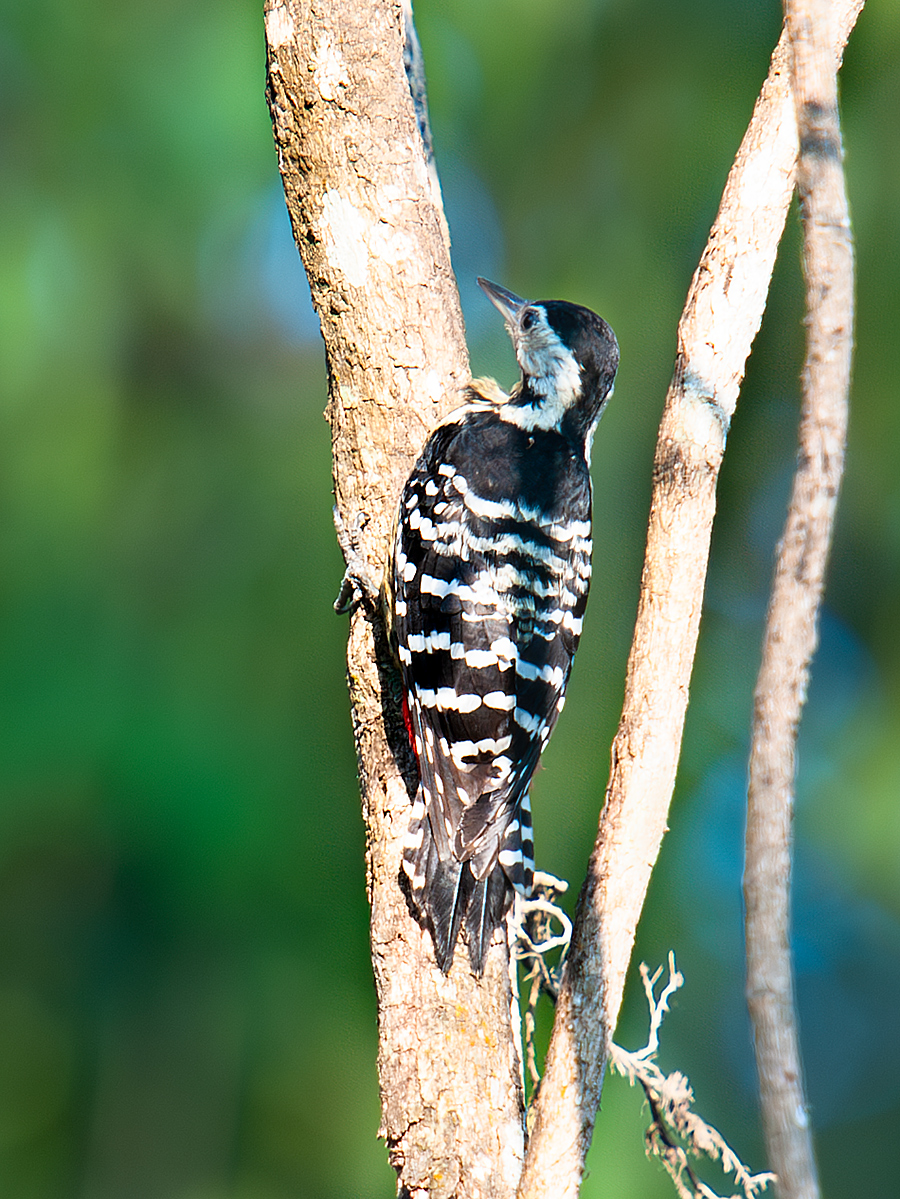 Stripe-breasted Woodpecker