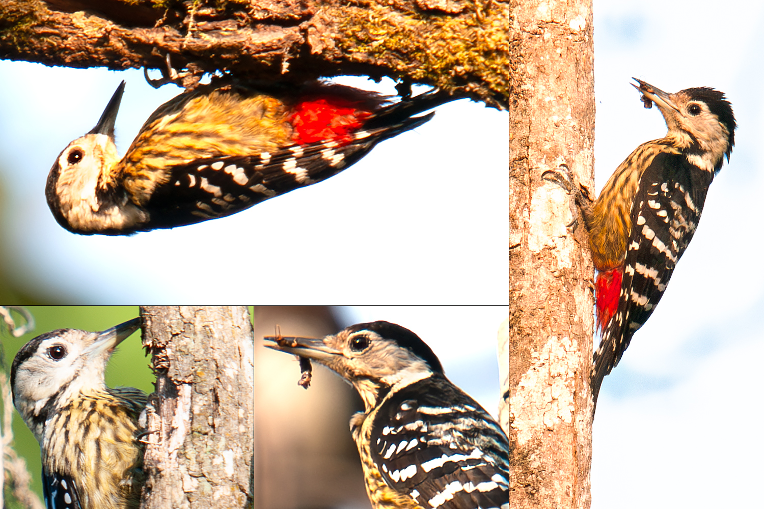 Stripe-breasted Woodpecker