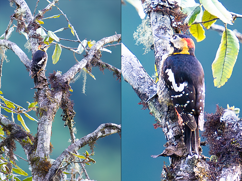 Darjeeling Woodpecker