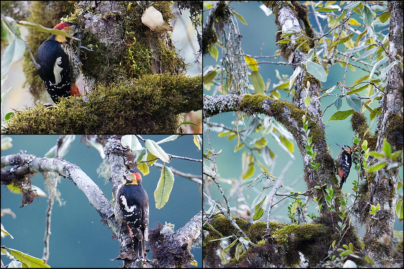 Darjeeling Woodpecker