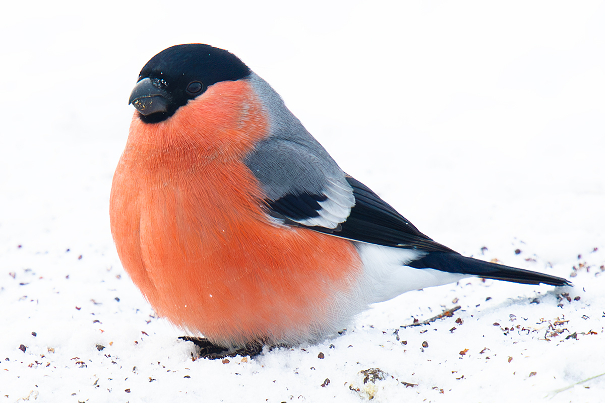 Eurasian Bullfinch