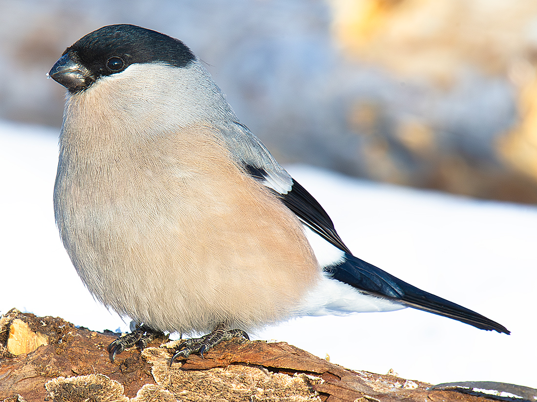 Eurasian Bullfinch