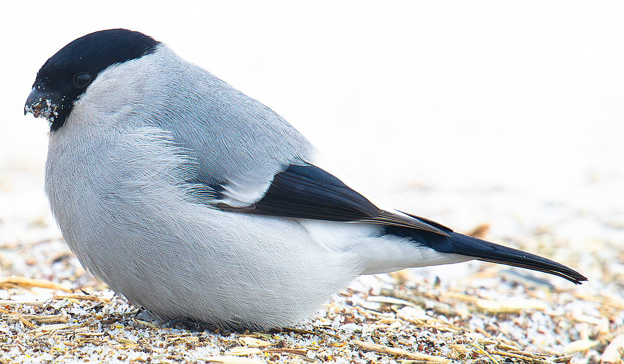 Eurasian Bullfinch