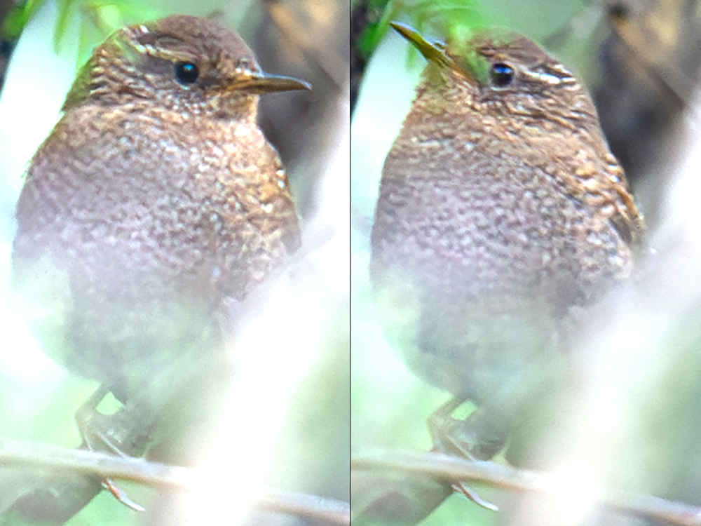 Eurasian Wren