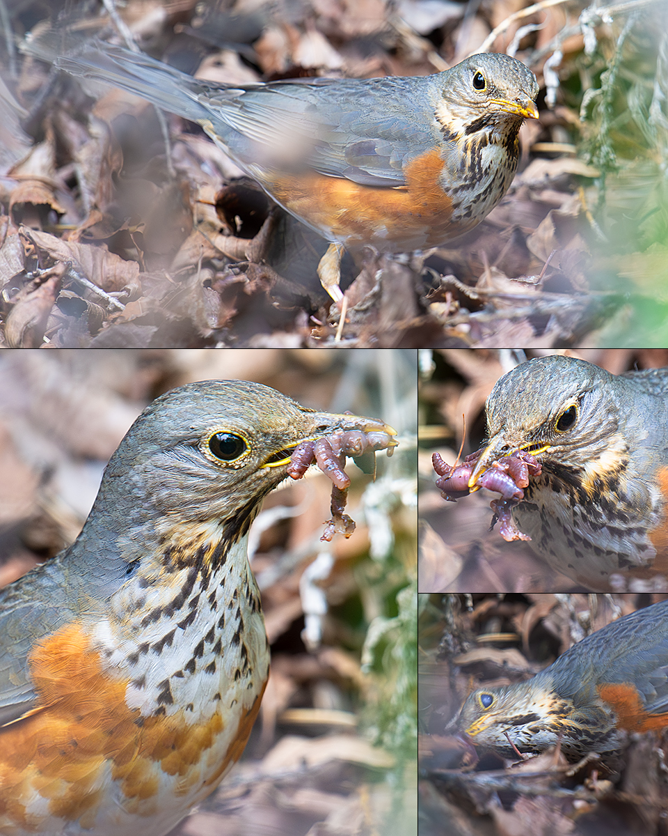 Grey-backed Thrush