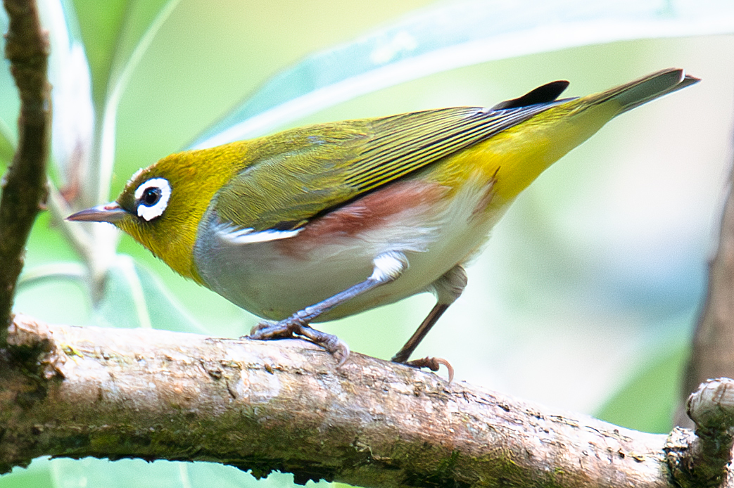 Chestnut-flanked White-eye