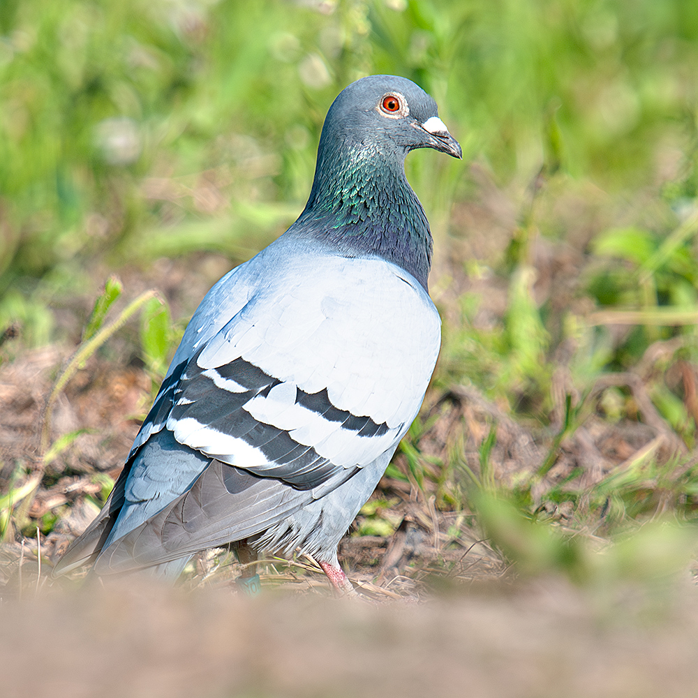 Rock Dove (Feral Pigeon)