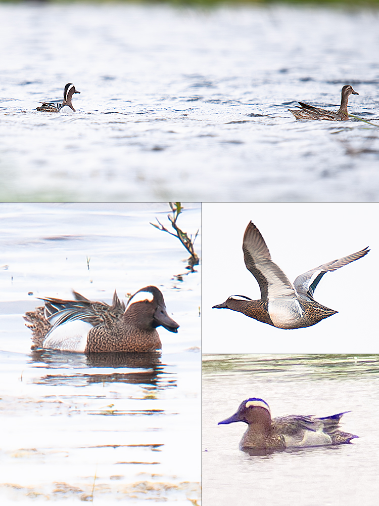 Garganey