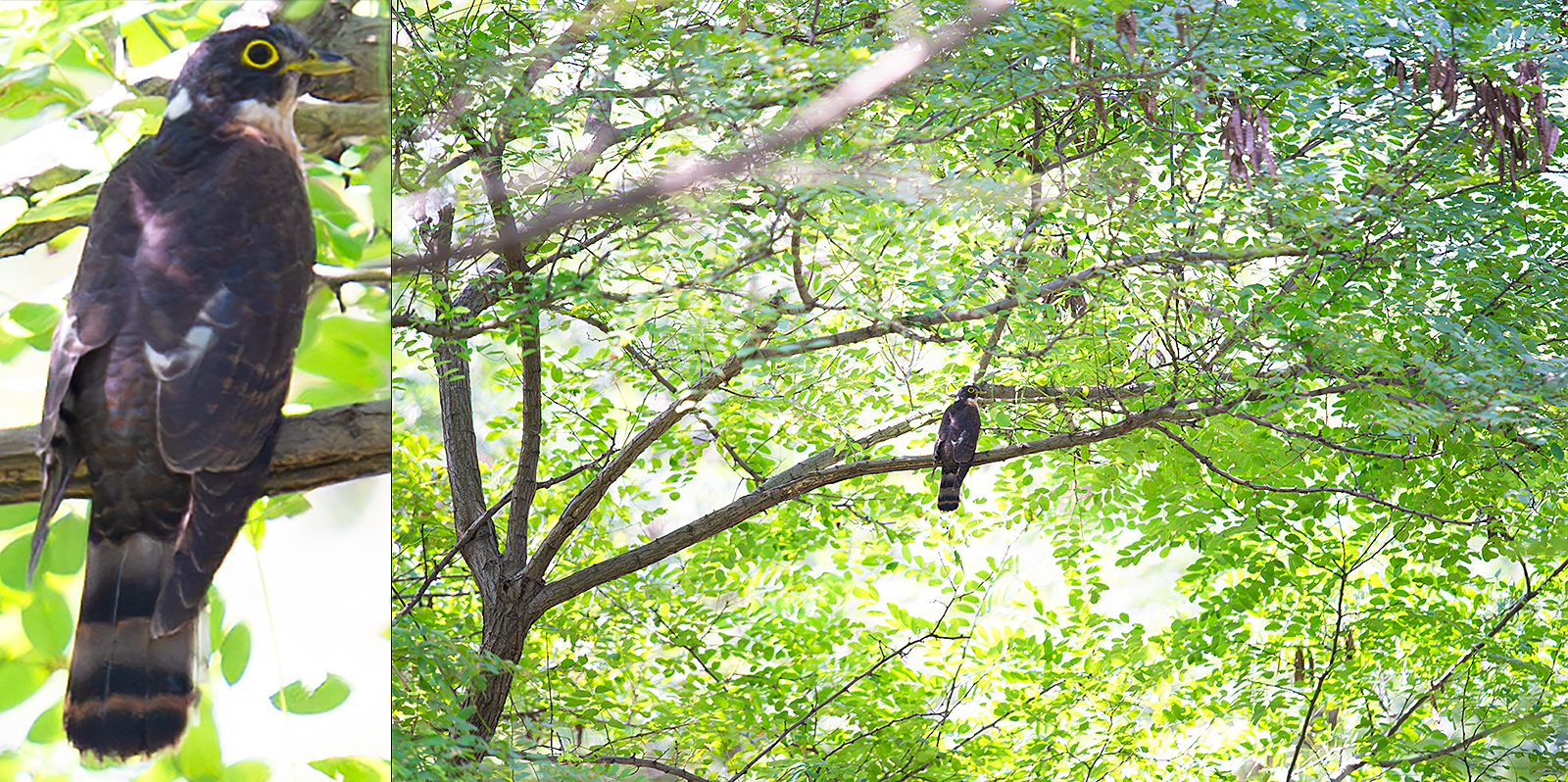 Northern Hawk-Cuckoo