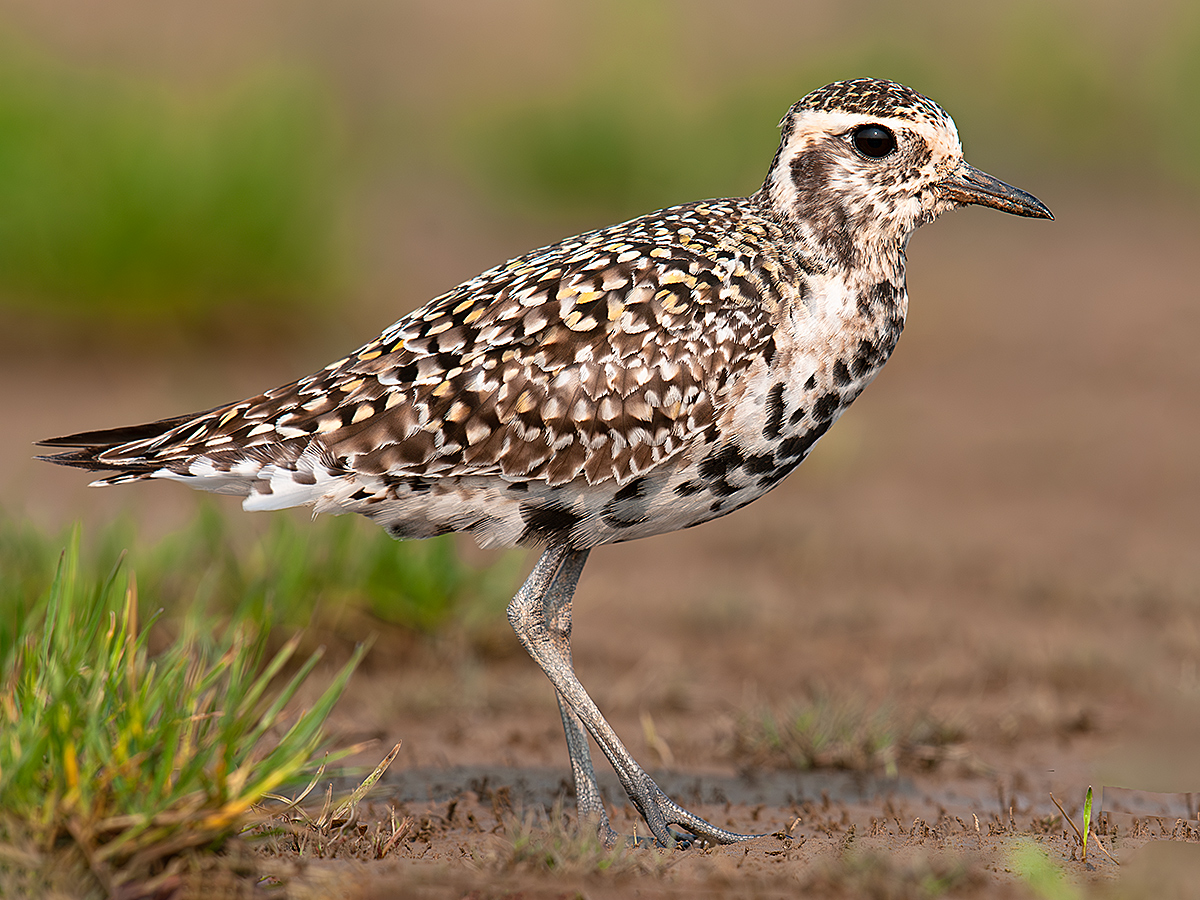 Pacific Golden Plover