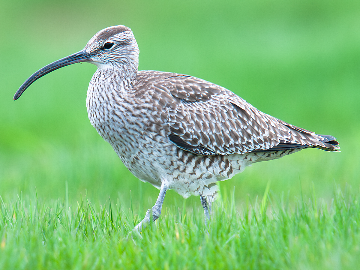 Eurasian Whimbrel